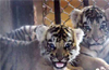 Netravathis cute cubs are cynosure of all eyes at Pilikula